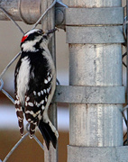 28th Nov 2015 - Dinner on the Fence