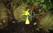 28th Nov 2015 - Daffodils already