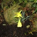 Daffodils already by g3xbm