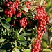 The Red Pyracantha Berries Remind Us of the Holiday Season by markandlinda