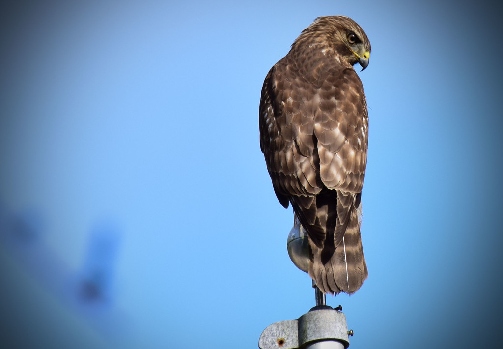 Hawk on the Flagpole by rickster549