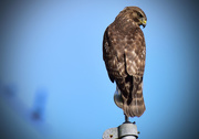 28th Nov 2015 - Hawk on the Flagpole