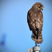Hawk on the Flagpole by rickster549