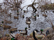 20th Nov 2015 - Geese and Mallards