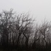 The foggiest for the trees by wenbow
