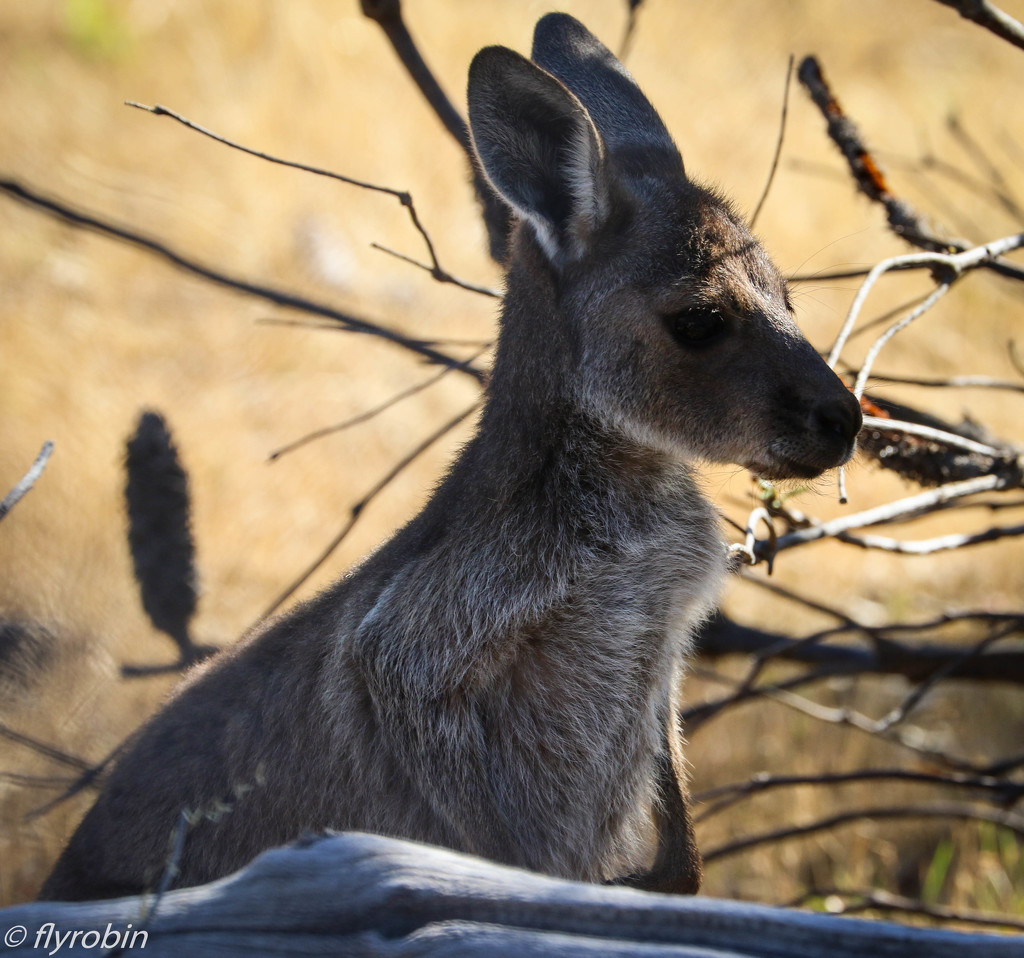 Juvenile kangaroo by flyrobin