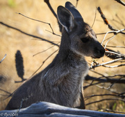 27th Nov 2015 - Juvenile kangaroo