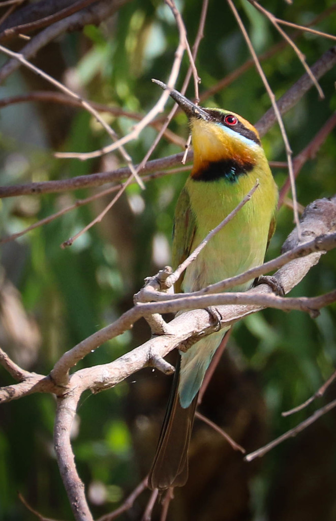 Bee-eater beauty by flyrobin