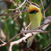 Bee-eater beauty by flyrobin