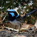 Blue wren by flyrobin