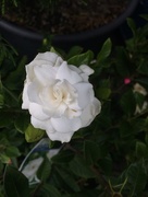 29th Nov 2015 - White rose