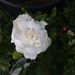 White rose by alia_801