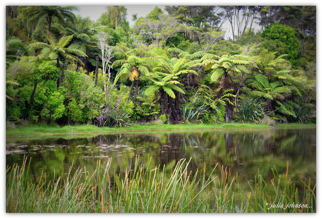 New Zealand Punga Ferns... by julzmaioro