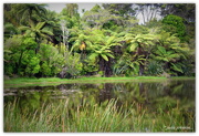 29th Nov 2015 - New Zealand Punga Ferns...