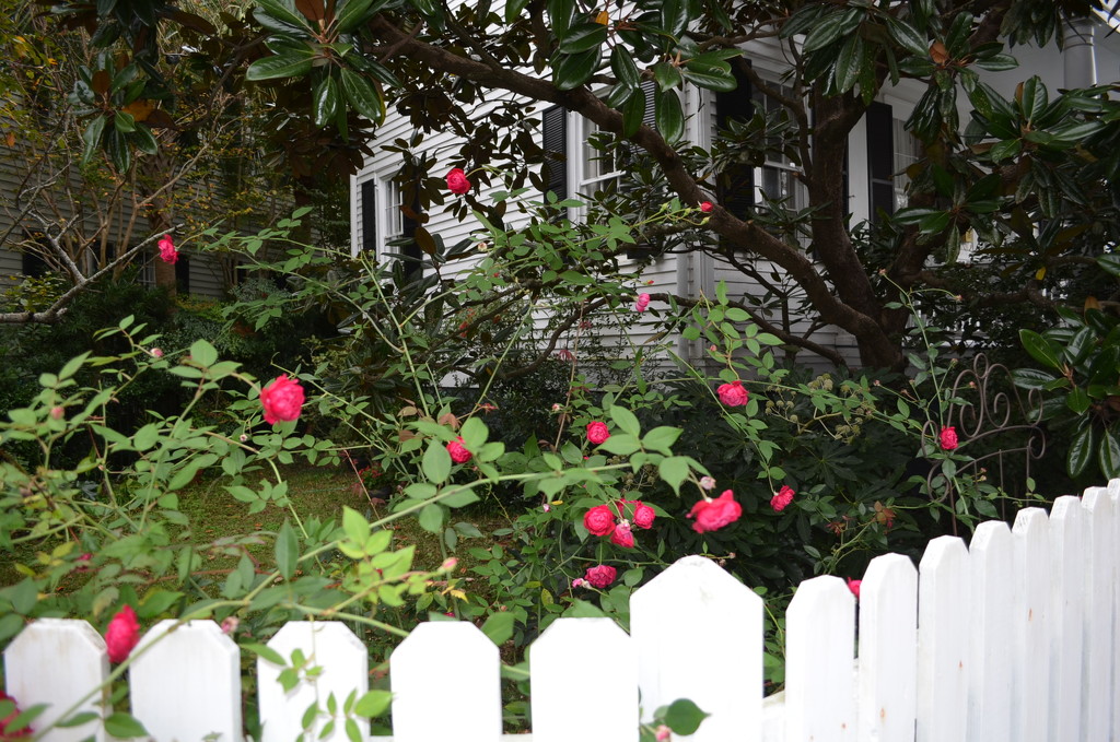 House and garden, Historic District, Charleston, SC by congaree