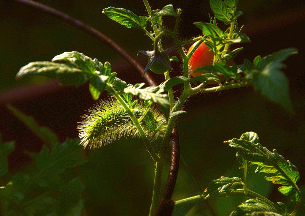 Weeds in the Tomatoes PS by houser934
