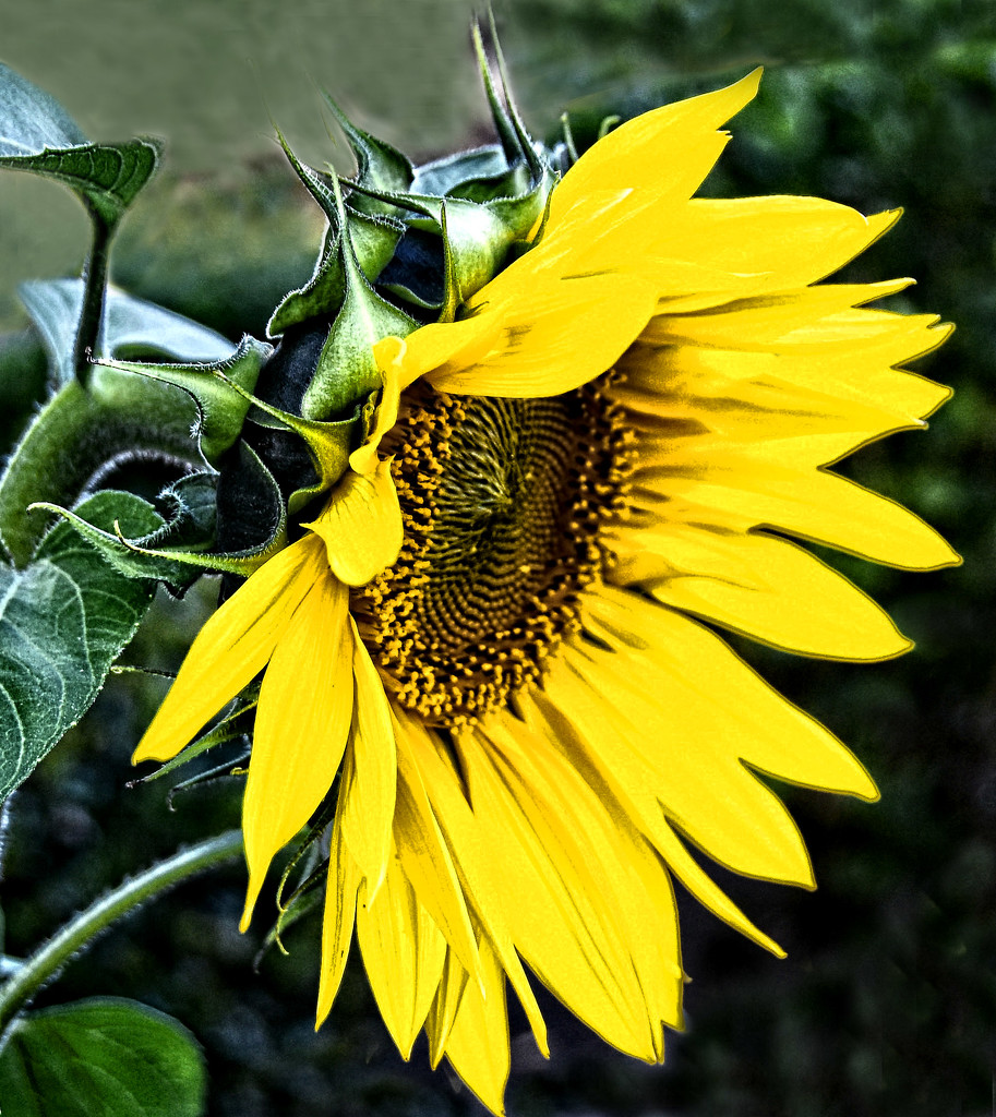Winter Sunflower by joysfocus