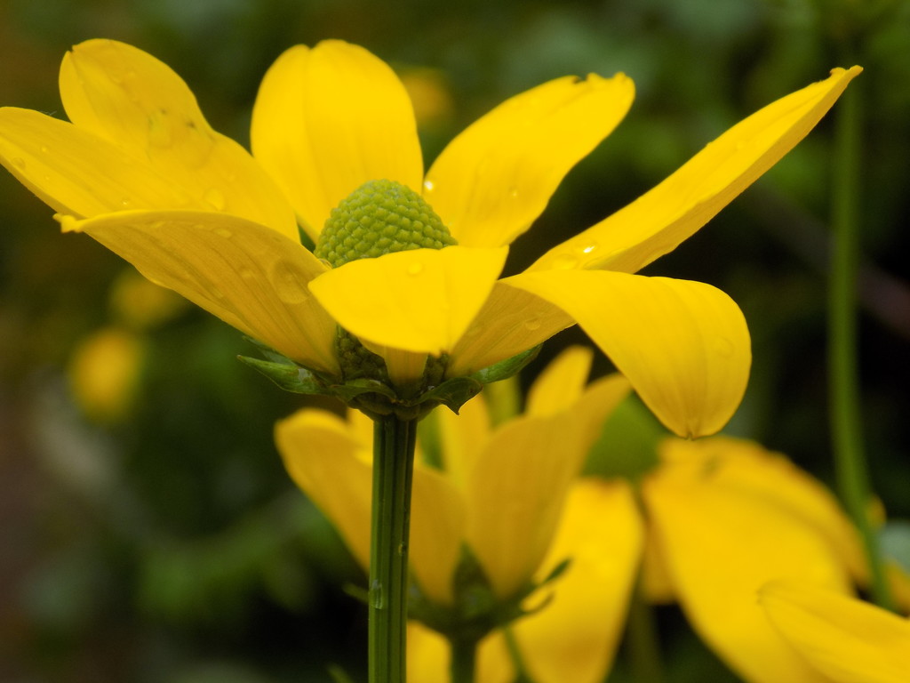 Yellow by flowerfairyann