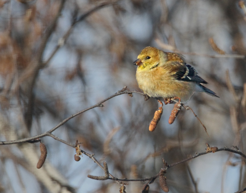 Plump Little Bird by tosee