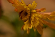 29th Nov 2015 - Chrysanthemum - lensbaby
