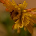 Chrysanthemum - lensbaby by ziggy77