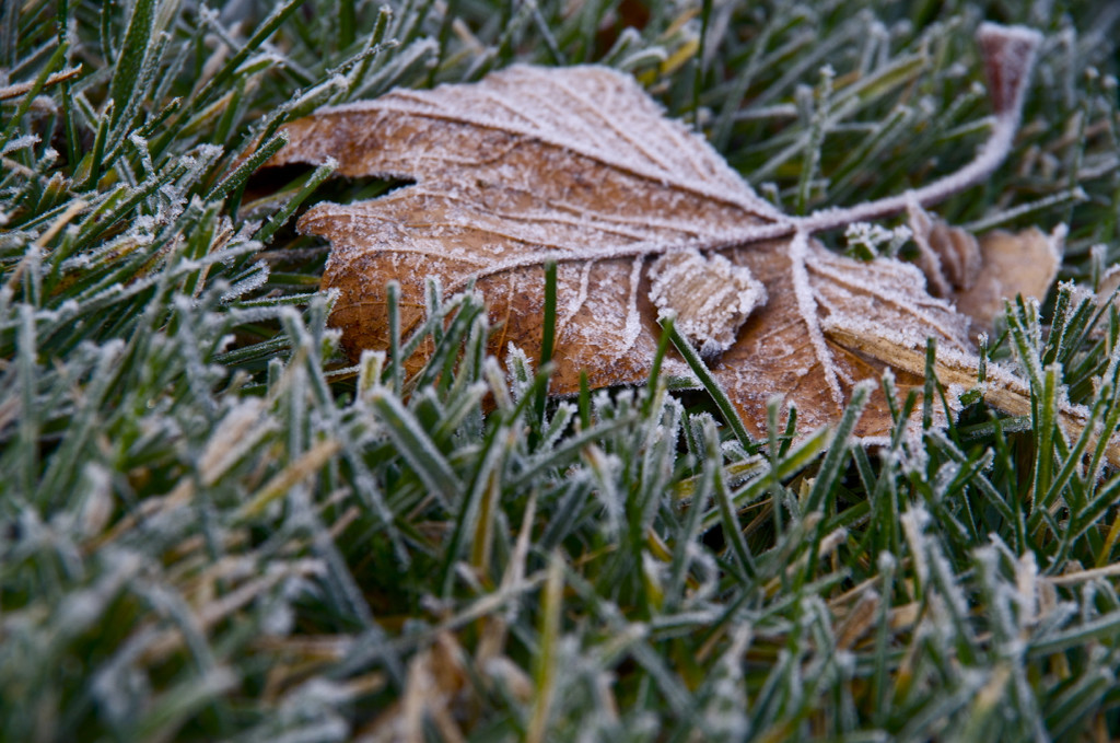 Frost on the Grass by houser934