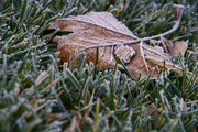 29th Nov 2015 - Frost on the Grass
