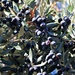 Lots of Olives This Year! by markandlinda