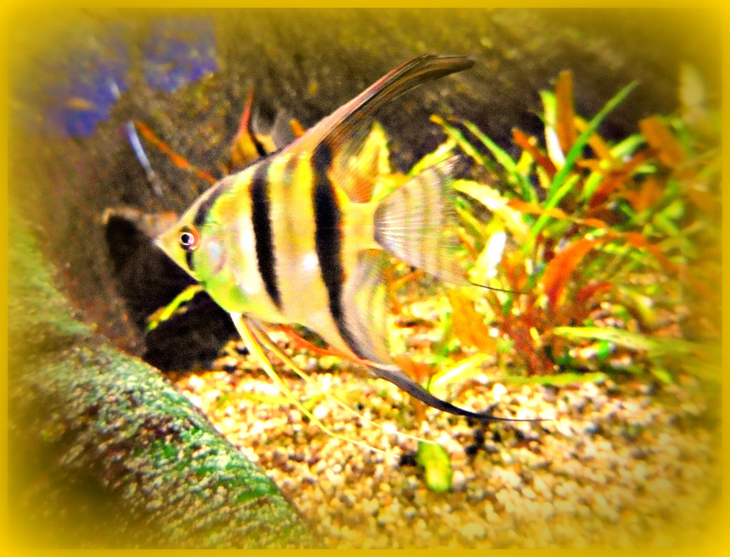 Angel Fish. by wendyfrost