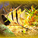 Angel Fish. by wendyfrost