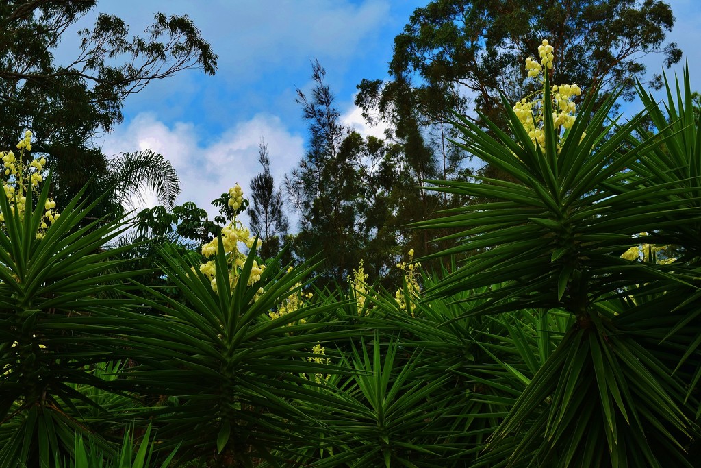 Huge Yukka Plants.... by happysnaps