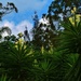 Huge Yukka Plants.... by happysnaps