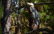 29th Nov 2015 - Another Blue Heron in the Trees