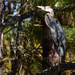 Another Blue Heron in the Trees by rickster549