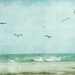 Seagulls at the Beach by lynne5477