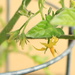 Tomato bug by kiwinanna
