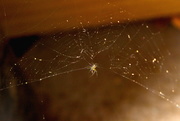 29th Nov 2015 - Spider in web