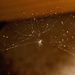 Spider in web by kiwinanna