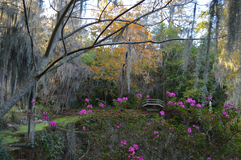 One of my favorite scenic views of Magnolia Gardens, Charleston, SC by congaree