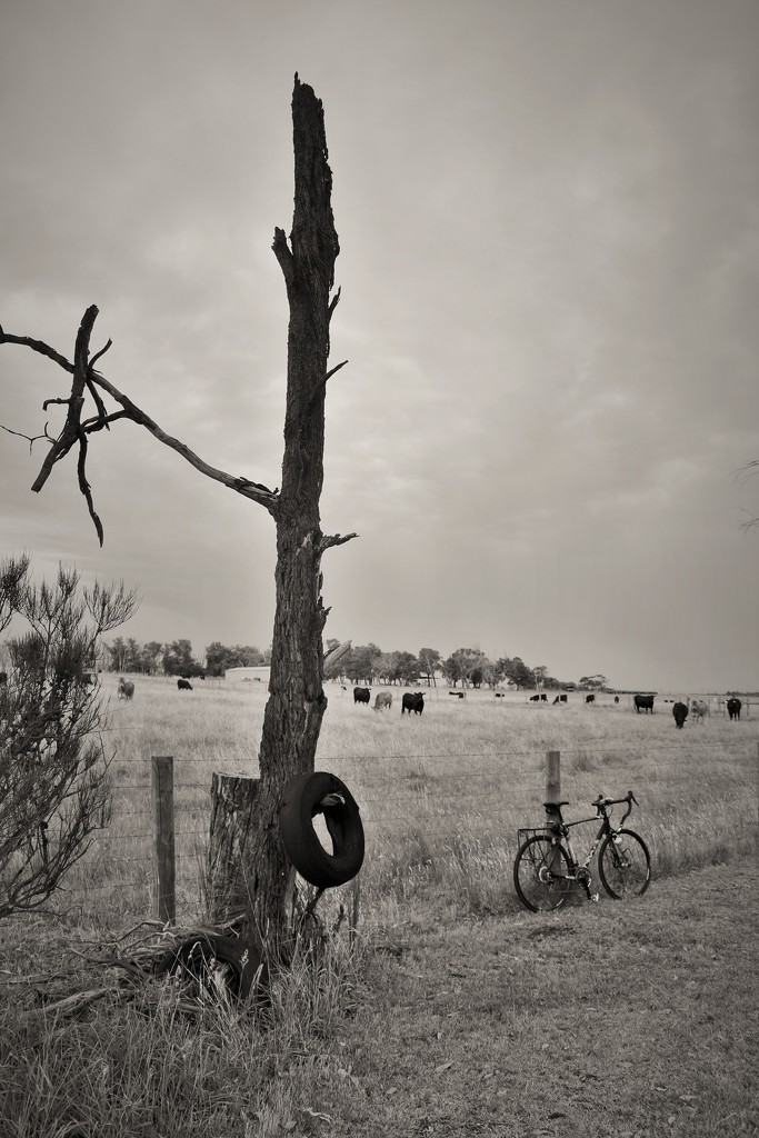 "Tyre on a Tree"... by tellefella