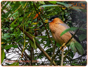 30th Nov 2015 - Pagoda Mynah Bird, The Aviary, Waddesdon Manor
