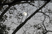 23rd Nov 2015 - Georgia full moon