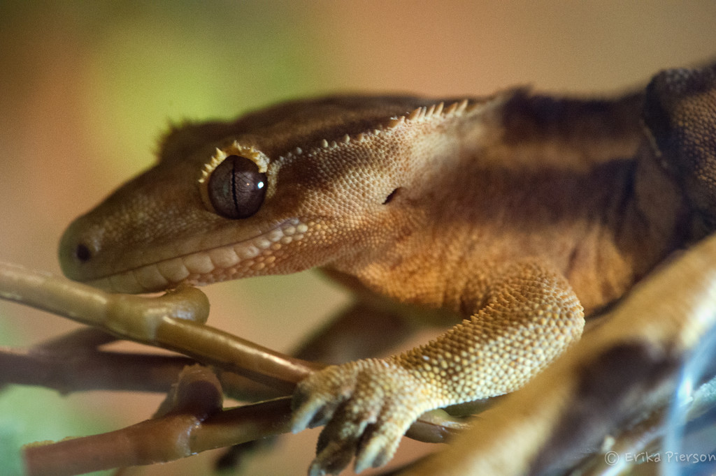 Crested Gecko by epcello
