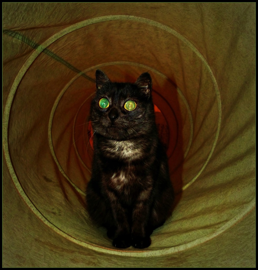 The cat with kaleidoscope eyes.  by jokristina