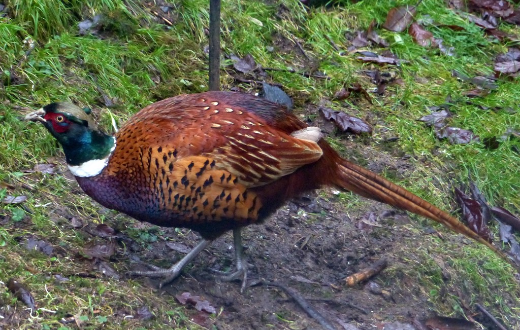  Pheasant (Male - Cock)) - A New Garden Visitor by susiemc