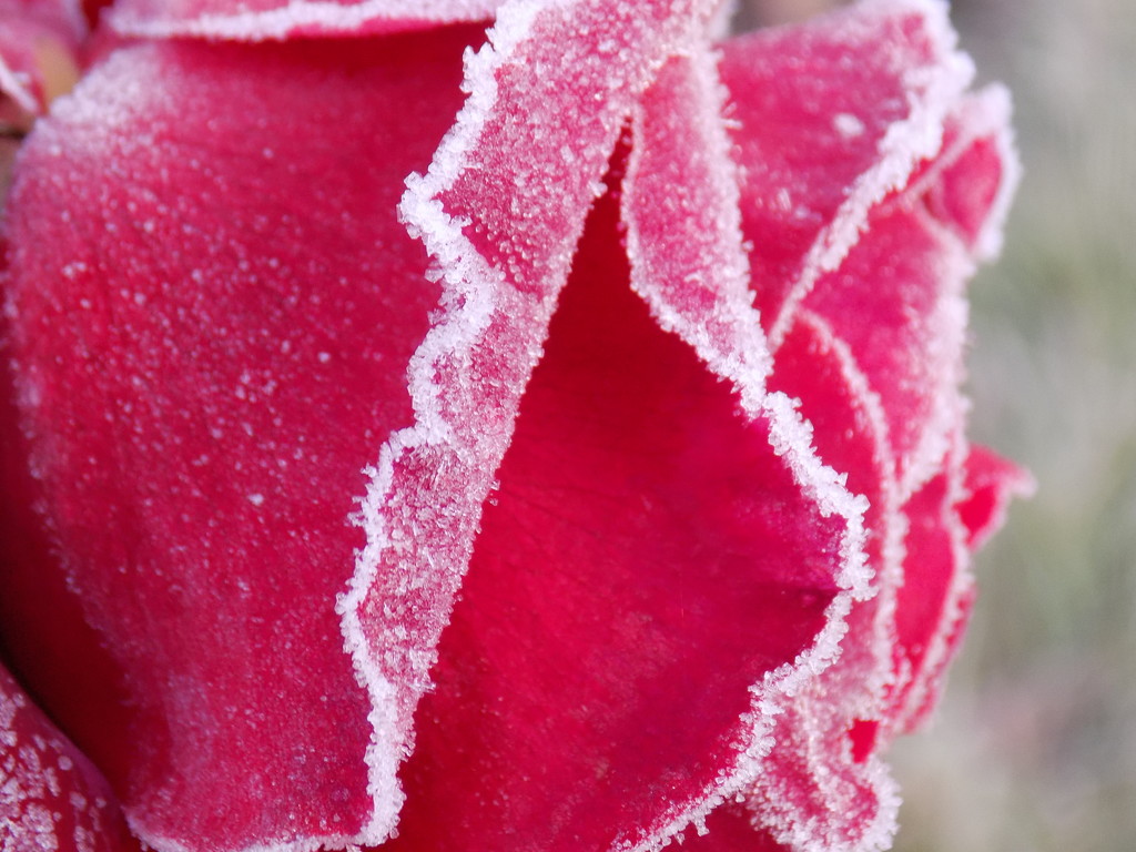 Frosted rose by flowerfairyann