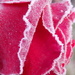 Frosted rose by flowerfairyann