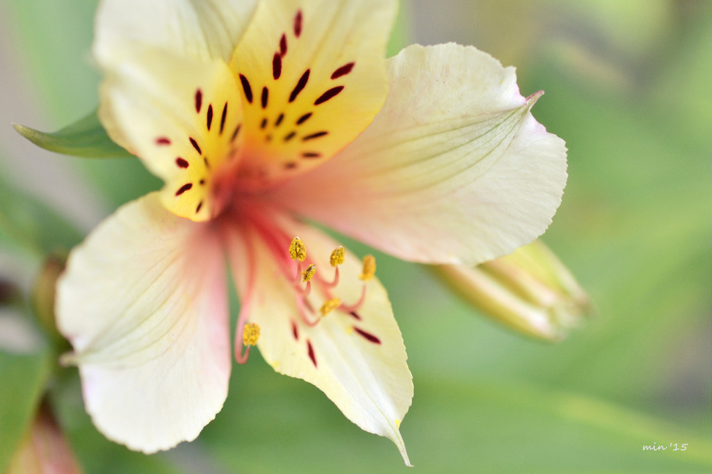 Peruvian Lily by mhei