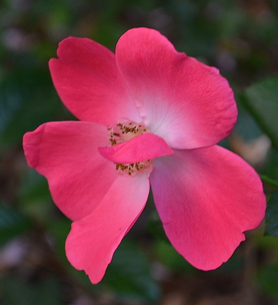Rose, Magnolia Gardens, Charleston, SC by congaree