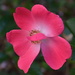 Rose, Magnolia Gardens, Charleston, SC by congaree